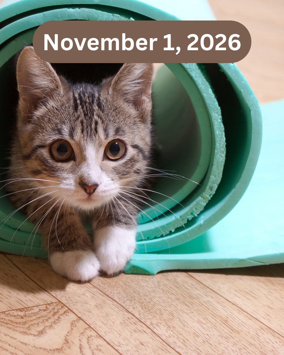 Paws & Poses:  Cat Yoga Class